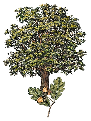 Arbre généalogique